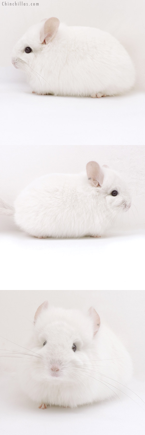 Chinchilla or related item offered for sale or export on Chinchillas.com - 18049 Exceptional Pink White  Royal Persian Angora Female Chinchilla