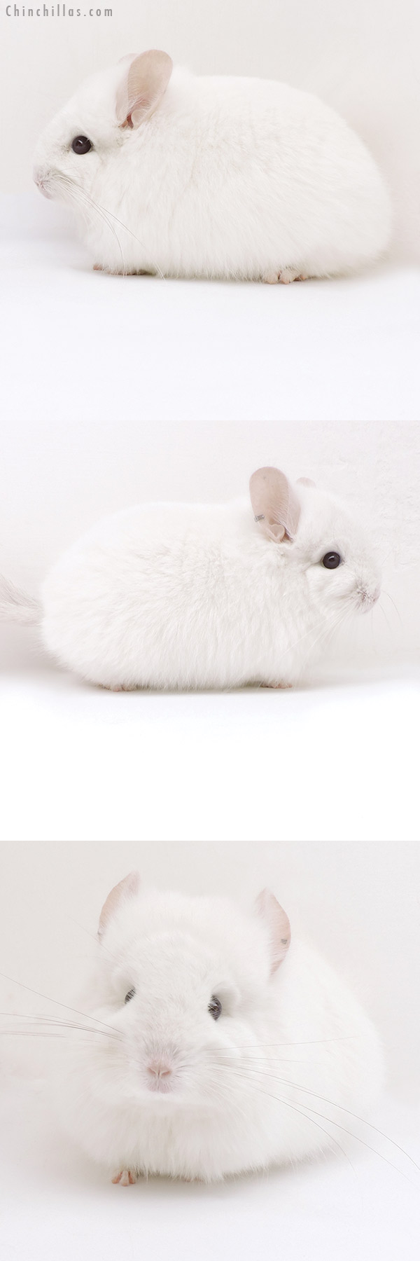 18049 Exceptional Pink White  Royal Persian Angora Female Chinchilla