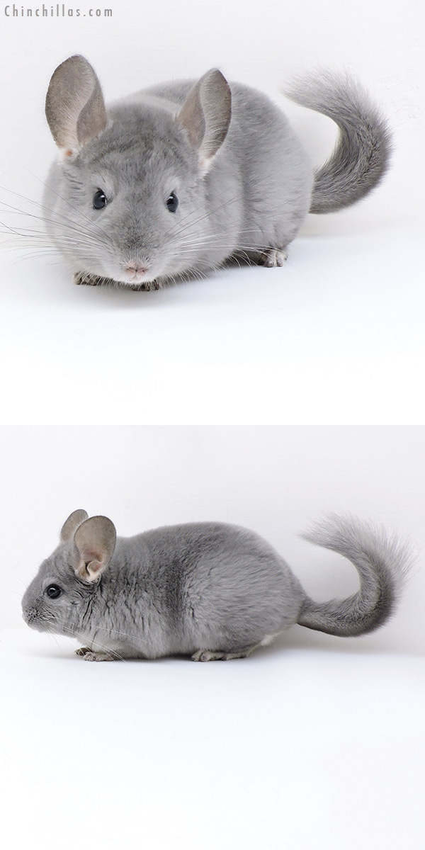 18033 Blue Diamond Male Chinchilla