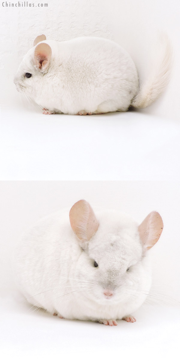 Chinchilla or related item offered for sale or export on Chinchillas.com - 18034 Large Blocky Premium Production Quality Pink White Female Chinchilla