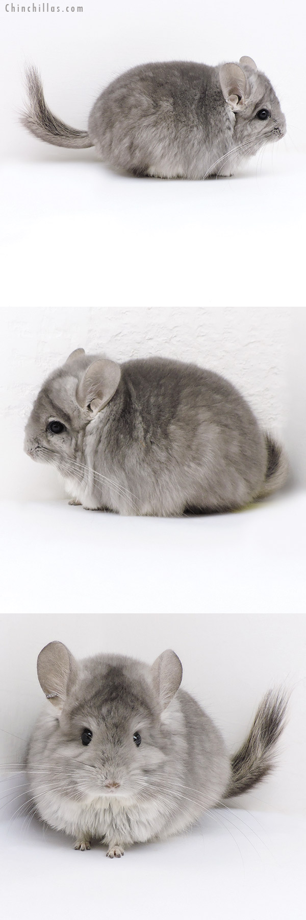 18027 Violet  Royal Persian Angora Male Chinchilla