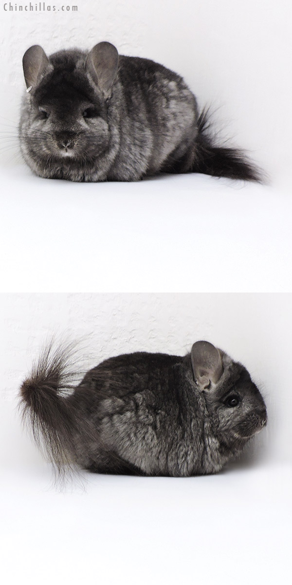 18023 Large Blocky Ebony  Royal Persian Angora ( Locken Carrier ) Female Chinchilla