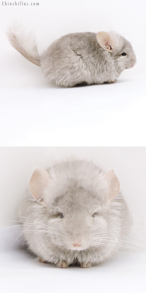 18012 Beige  Royal Persian Angora ( Ebony & Locken Carrier ) Male Chinchilla