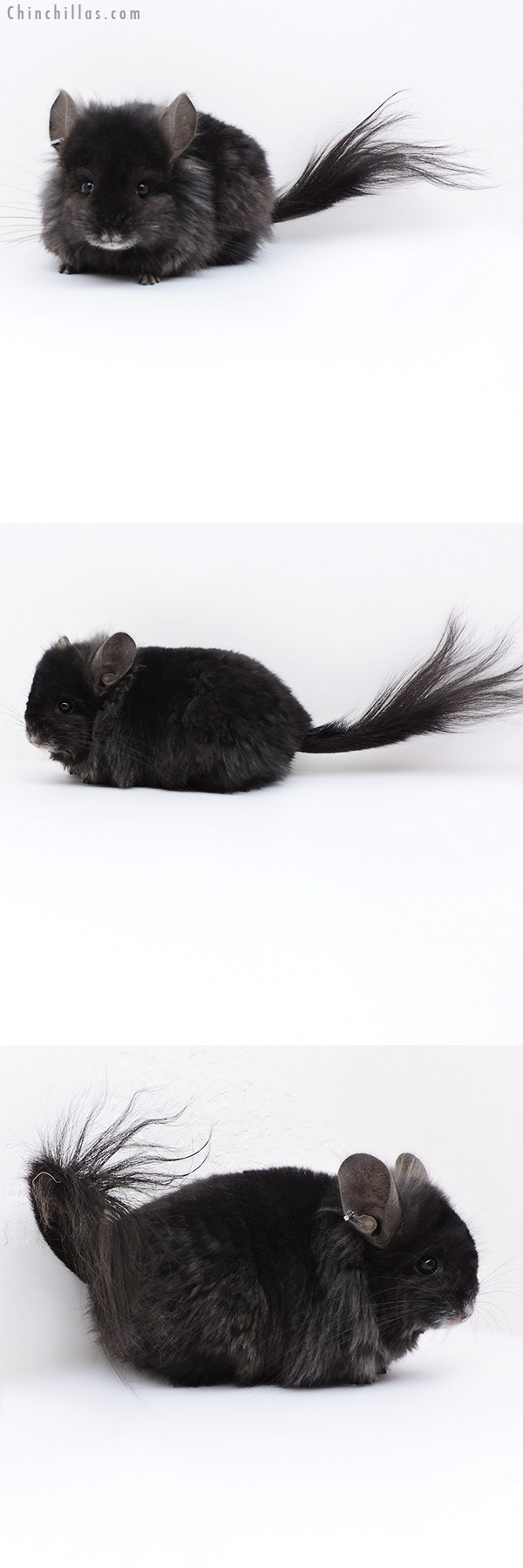 18005 Ebony  Royal Persian Angora ( Locken Carrier ) Female Chinchilla with Lion Mane