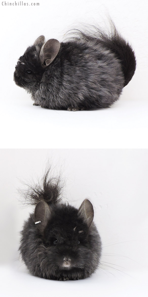 18008 Exceptional Ebony Royal Imperial Angora Female Chinchilla