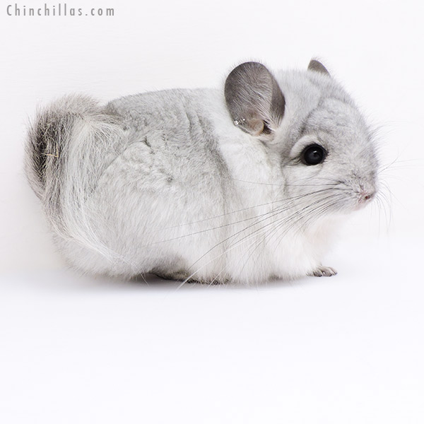 18060 Exceptional Silver  Royal Persian Angora Male Chinchilla