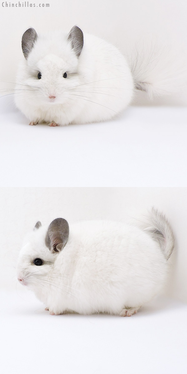 18054 Exceptional Predominantly White  Royal Persian Angora Male Chinchilla