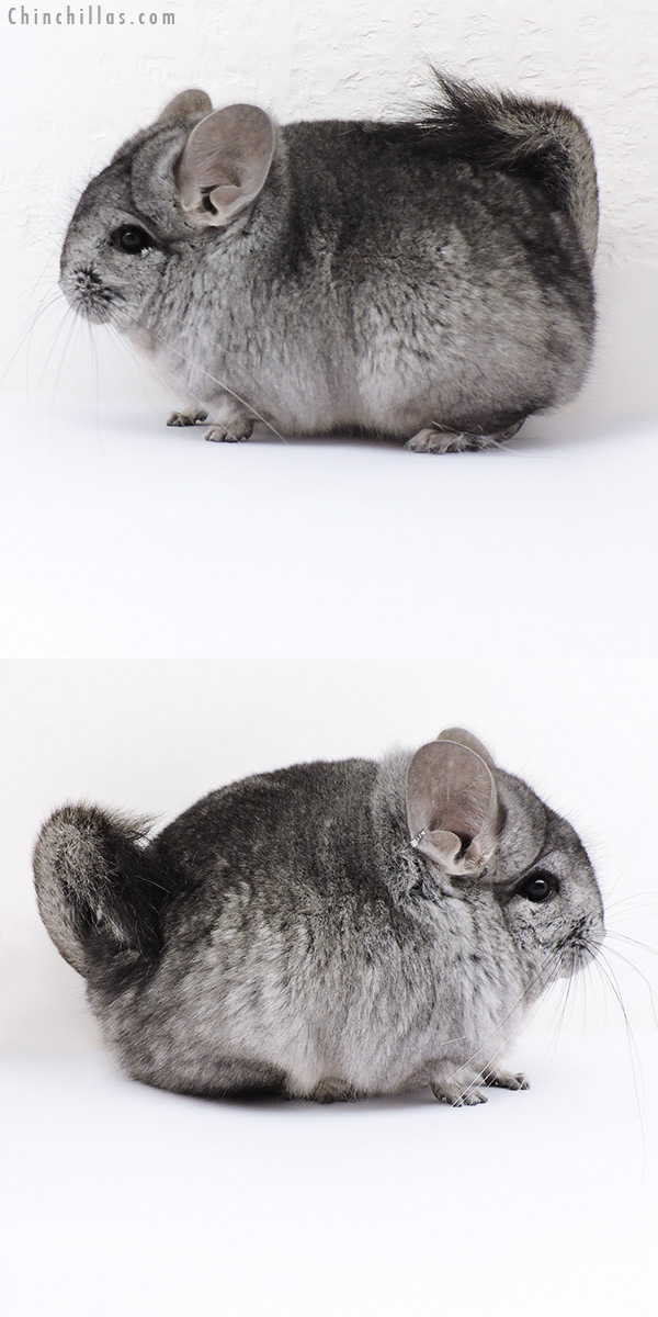 18057 Standard ( Ebony Carrier )  Royal Persian Angora Male Chinchilla