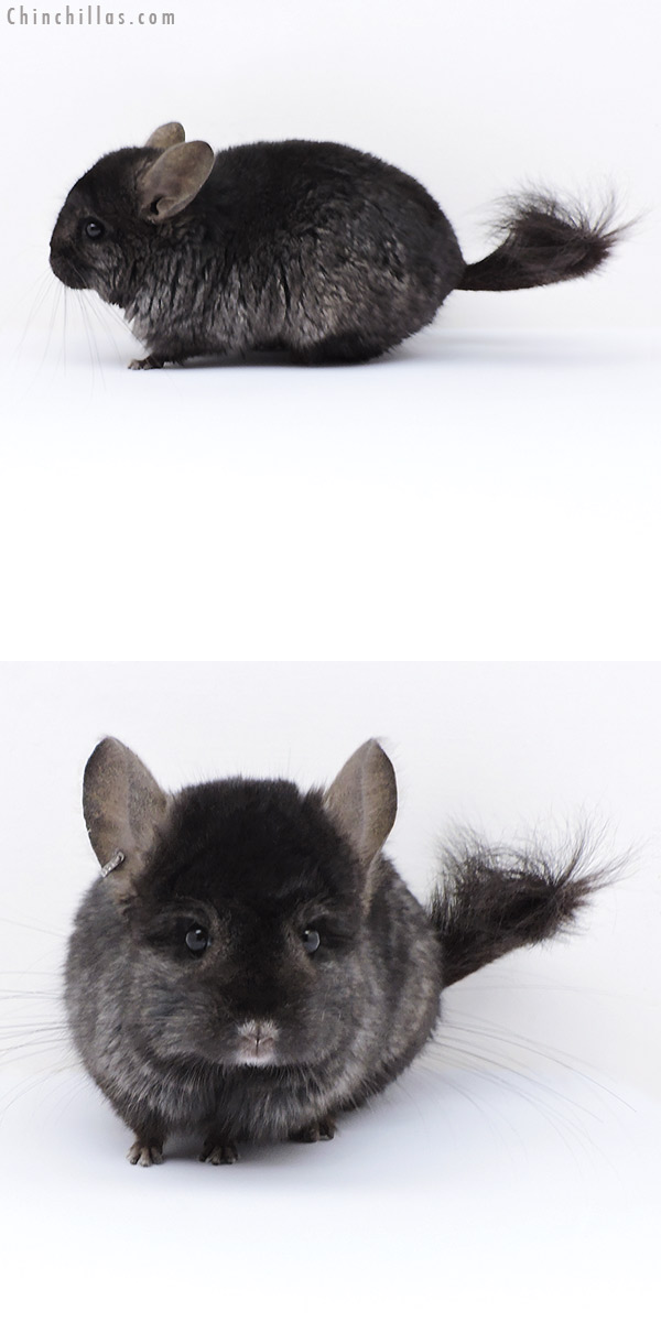 18052 Ebony  Royal Persian Angora ( Locken Carrier ) Male Chinchilla