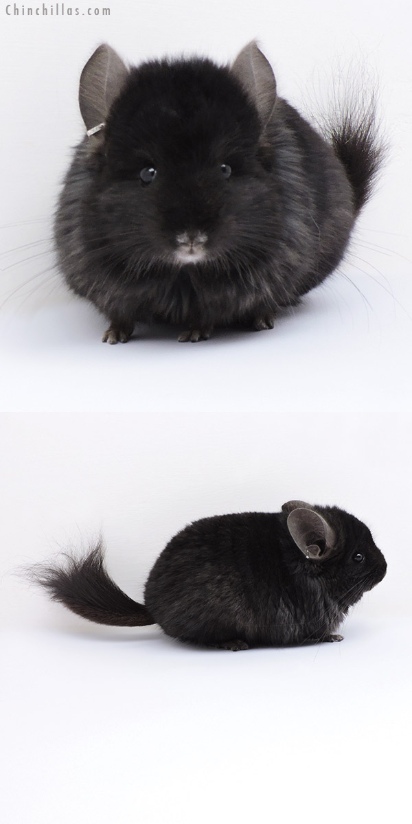 18055 Ebony ( Locken Carrier )  Royal Persian Angora Male Chinchilla with Lion Mane