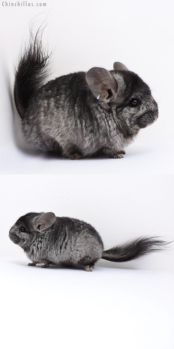 Chinchilla or related item offered for sale or export on Chinchillas.com - 18056 Hetero Ebony  Royal Persian Angora Male Chinchilla