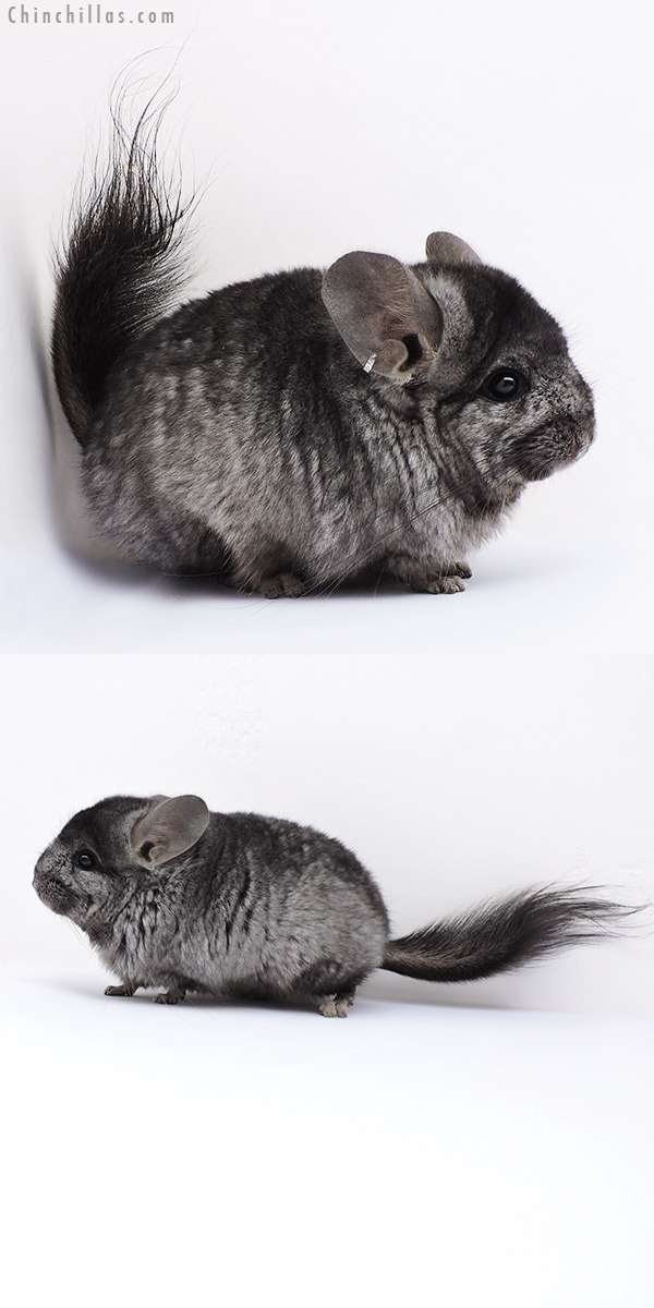 18056 Hetero Ebony  Royal Persian Angora Male Chinchilla