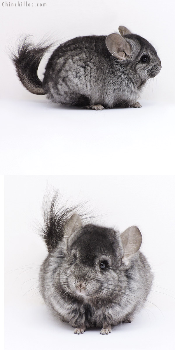 18058 Ebony ( Locken Carrier )  Royal Persian Angora Male Chinchilla