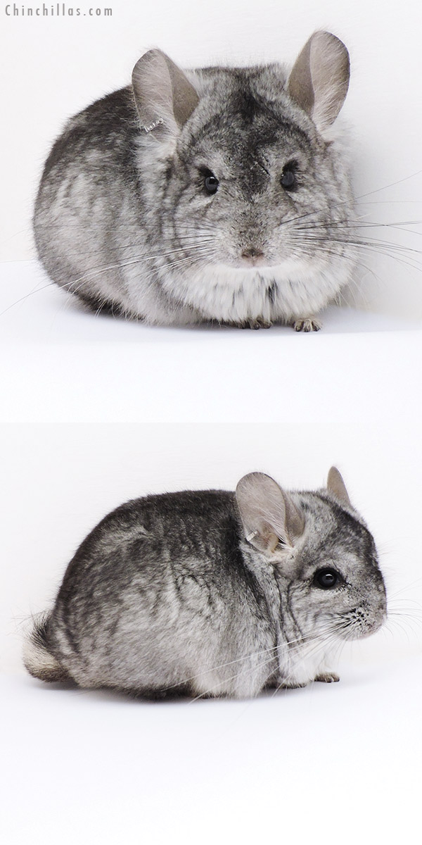 Chinchilla or related item offered for sale or export on Chinchillas.com - 18059 Standard ( Violet Carrier )  Royal Persian Angora Male Chinchilla
