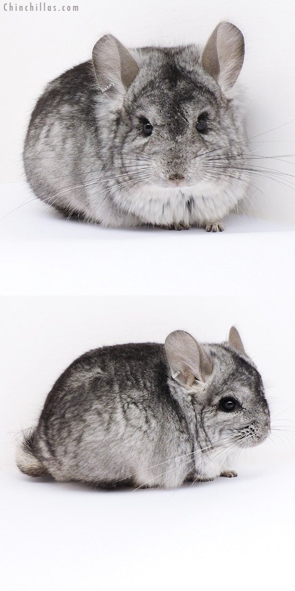 18059 Standard ( Violet Carrier )  Royal Persian Angora Male Chinchilla