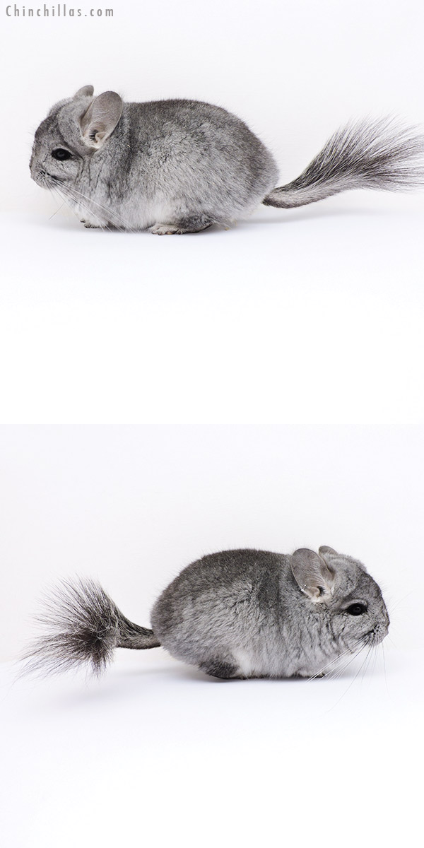 18061 Standard  Royal Persian Angora Male Chinchilla