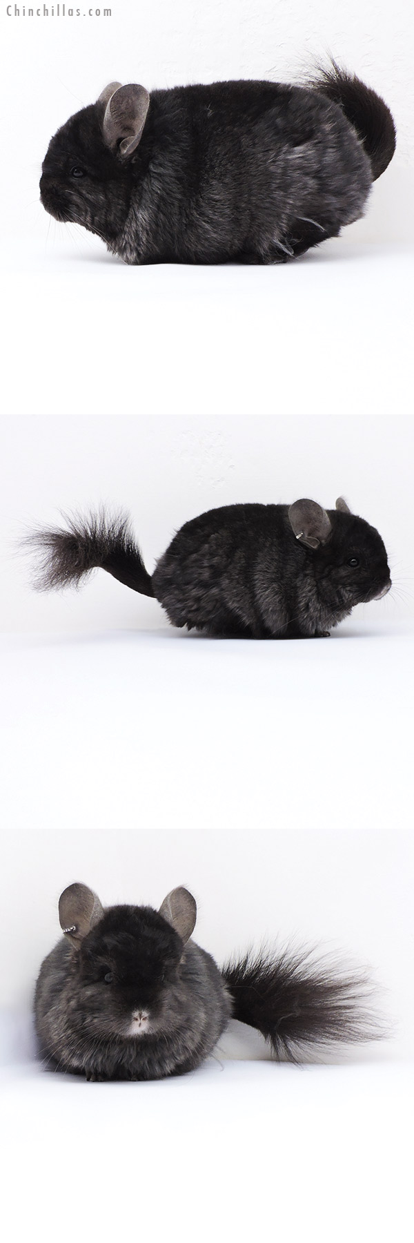 Chinchilla or related item offered for sale or export on Chinchillas.com - 18053 Ebony ( Locken Carrier )  Royal Persian Angora Male Chinchilla