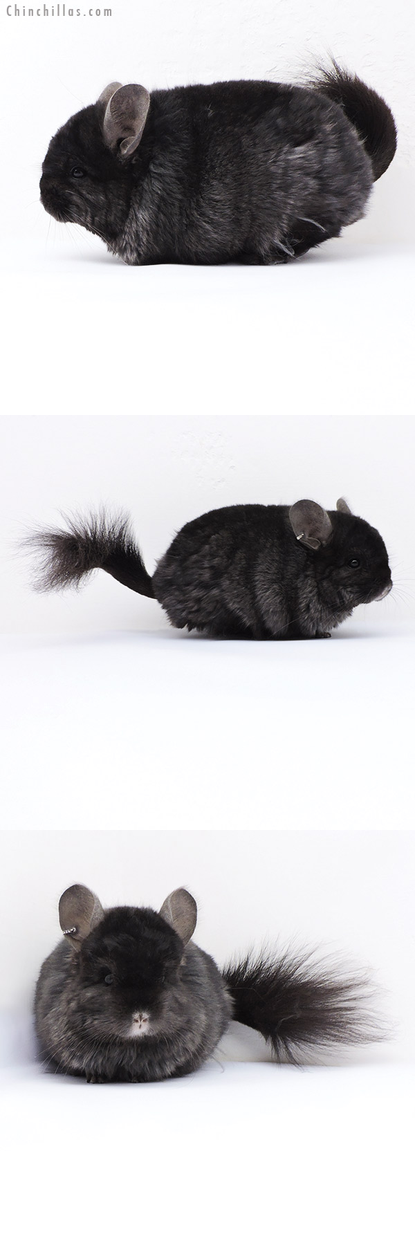 18053 Ebony ( Locken Carrier )  Royal Persian Angora Male Chinchilla