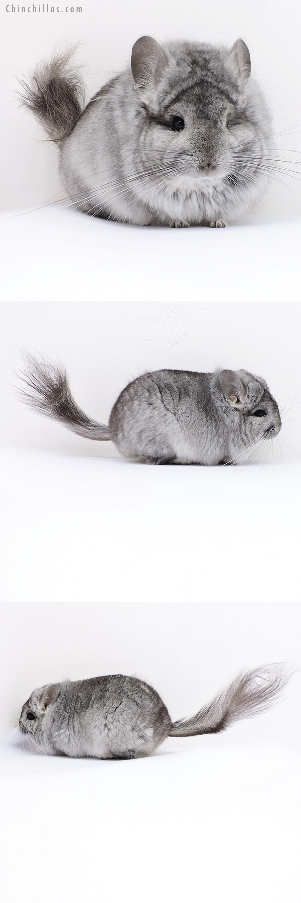 Chinchilla or related item offered for sale or export on Chinchillas.com - 18075 Exceptional Blocky Standard  Royal Persian Angora Male Chinchilla