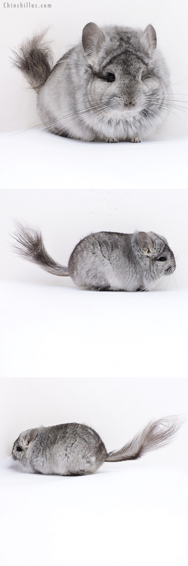 18075 Exceptional Blocky Standard  Royal Persian Angora Male Chinchilla