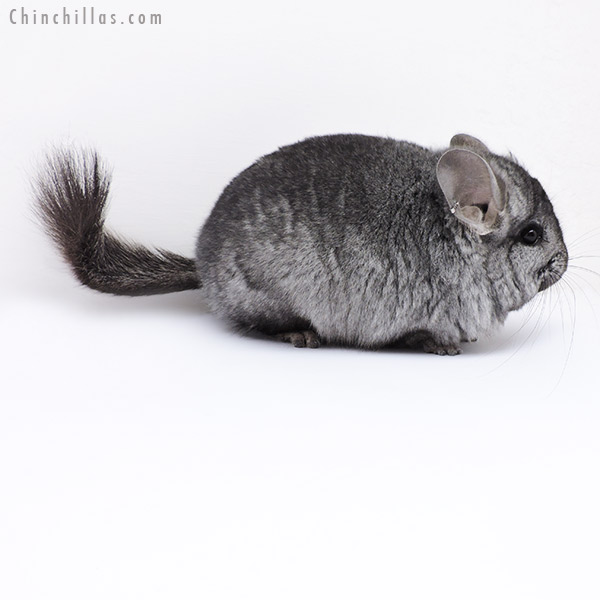 18070 Ebony  Royal Persian Angora Male Chinchilla