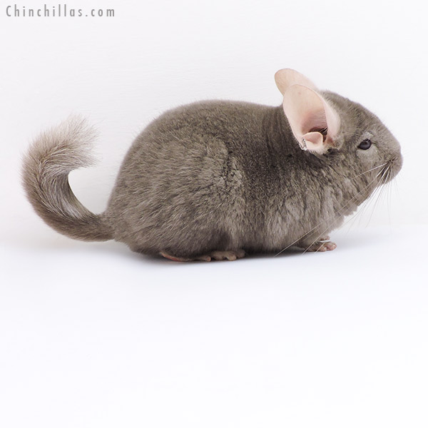 18071 Tan (  Royal Persian Angora & Locken Carrier ) Male Chinchilla