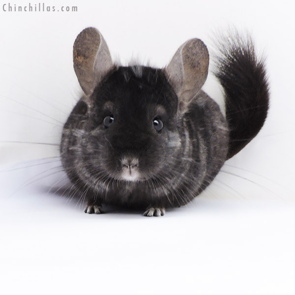 18063 Ebony (  Royal Persian Angora & Locken Carrier ) Male Chinchilla