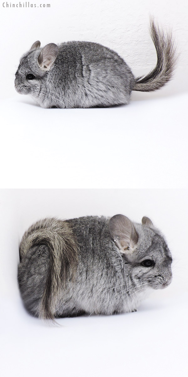 Chinchilla or related item offered for sale or export on Chinchillas.com - 18092 Standard  Royal Persian Angora Female Chinchilla