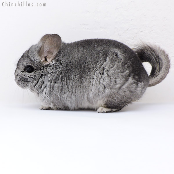 18086 Standard  Royal Persian Angora Male Chinchilla