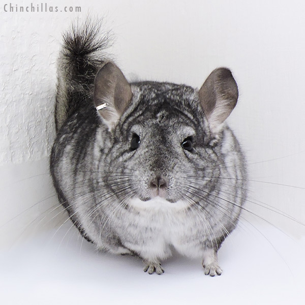 Chinchilla or related item offered for sale or export on Chinchillas.com - 18088 Large Standard (  Royal Persian Angora & Sapphire Carrier ) Female Chinchilla