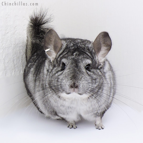 18088 Large Standard (  Royal Persian Angora & Sapphire Carrier ) Female Chinchilla