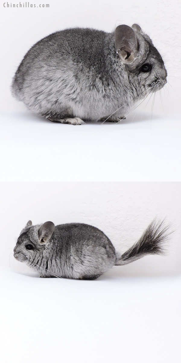Chinchilla or related item offered for sale or export on Chinchillas.com - 18091 Standard  Royal Persian Angora Female Chinchilla