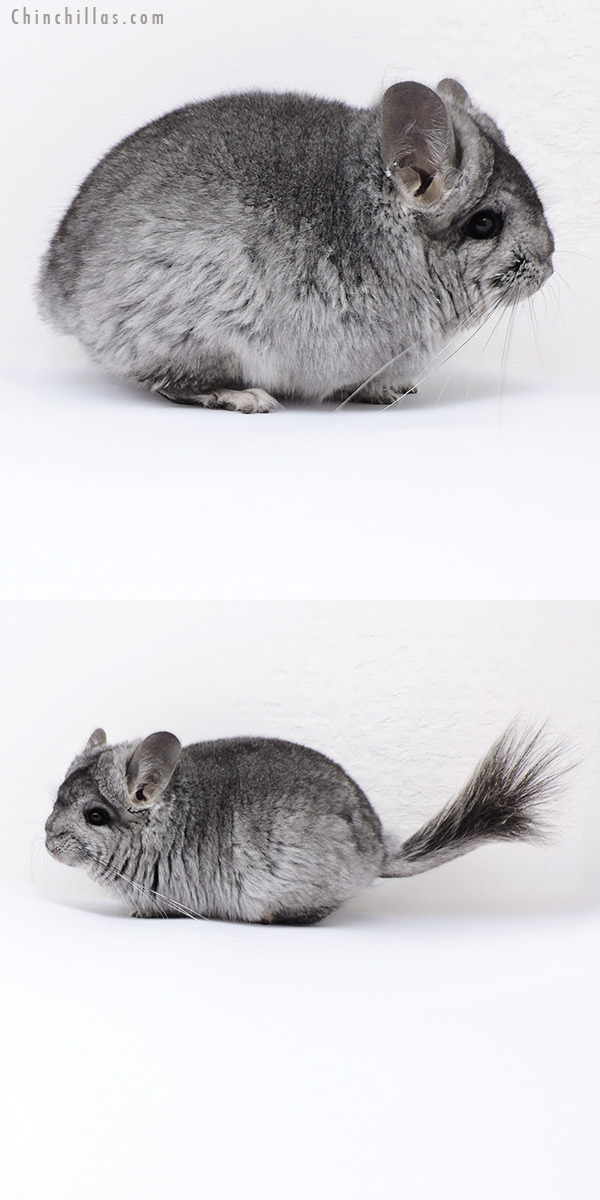 18091 Standard  Royal Persian Angora Female Chinchilla