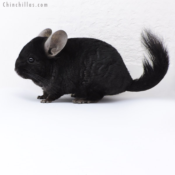 18073 Ebony (  Royal Persian Angora & Locken Carrier ) Male Chinchilla