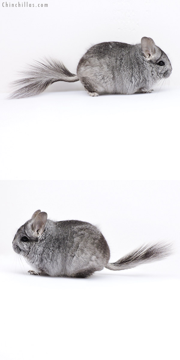 Chinchilla or related item offered for sale or export on Chinchillas.com - 18076 Standard  Royal Persian Angora Male Chinchilla