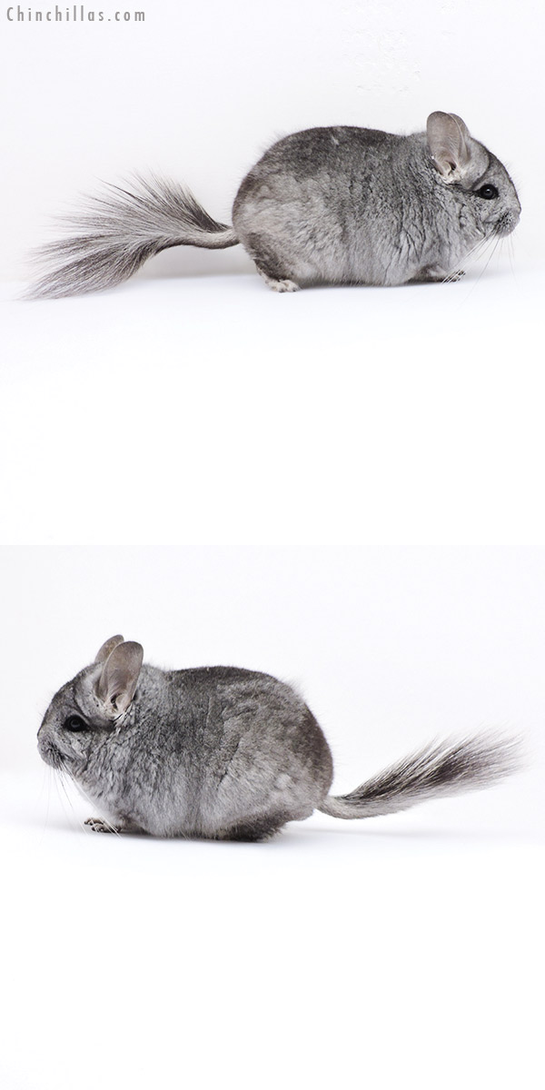 18076 Standard  Royal Persian Angora Male Chinchilla