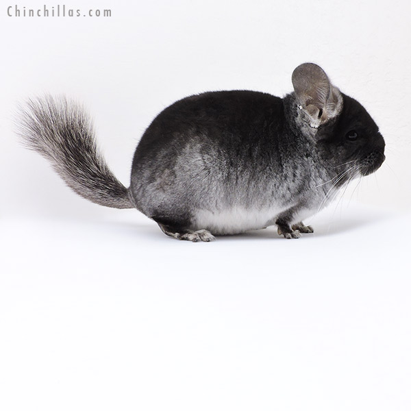 Chinchilla or related item offered for sale or export on Chinchillas.com - 18080 Black Velvet (  Royal Persian Angora & Ebony & Locken Carrier ) Male Chinchilla