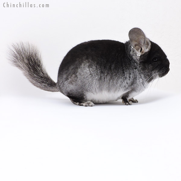 18080 Black Velvet (  Royal Persian Angora & Ebony & Locken Carrier ) Male Chinchilla