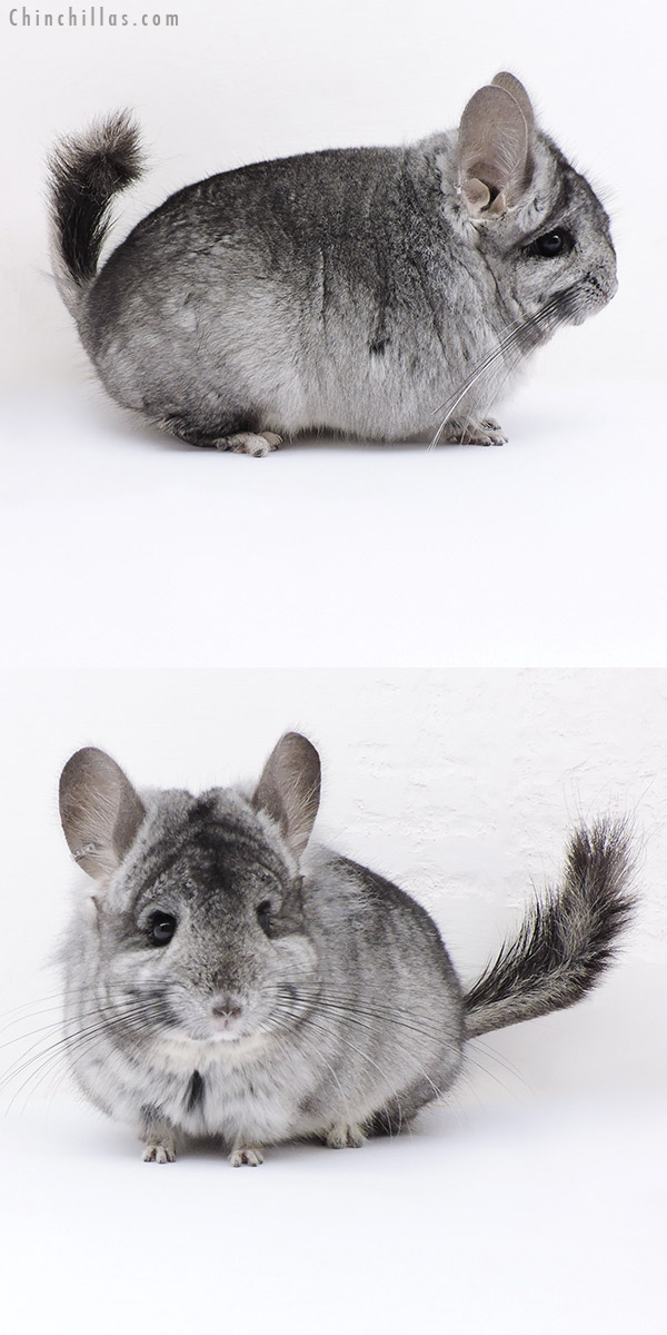Chinchilla or related item offered for sale or export on Chinchillas.com - 18068 Standard  Royal Persian Angora ( Ebony & Locken Carrier ) Male Chinchilla