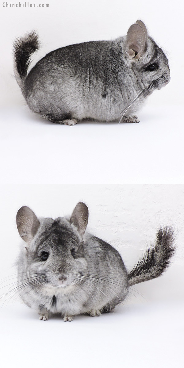 18068 Standard  Royal Persian Angora ( Ebony & Locken Carrier ) Male Chinchilla