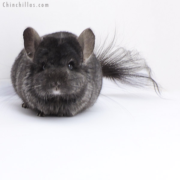 18064 Ebony  Royal Persian Angora ( Locken Carrier ) Male Chinchilla