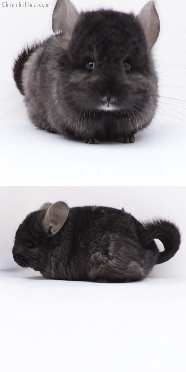 Chinchilla or related item offered for sale or export on Chinchillas.com - 18065 Ebony  Royal Persian Angora ( Locken Carrier ) Male Chinchilla