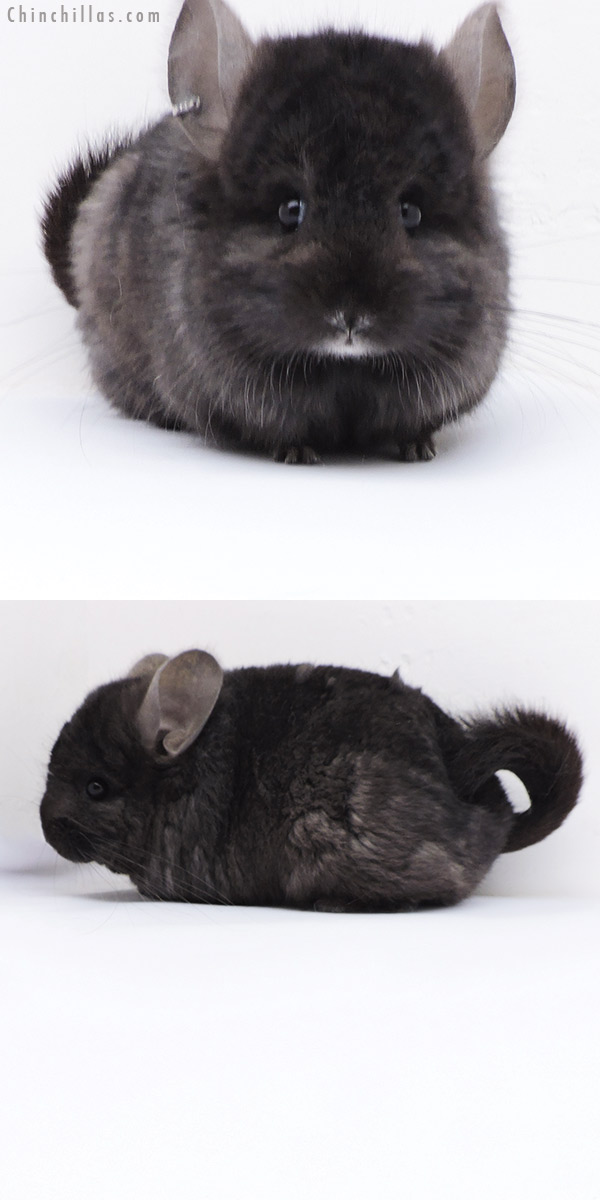 18065 Ebony  Royal Persian Angora ( Locken Carrier ) Male Chinchilla