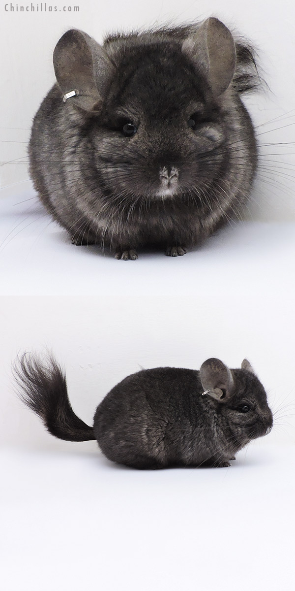 18066 Ebony  Royal Persian Angora ( Locken Carrier ) Male Chinchilla