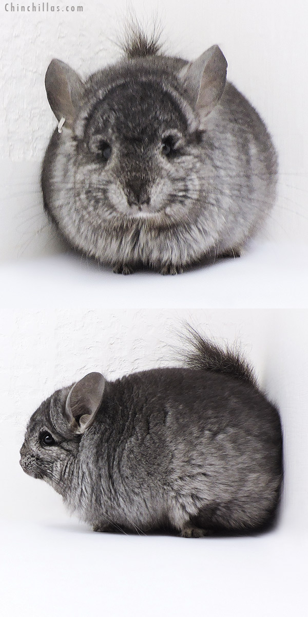 Chinchilla or related item offered for sale or export on Chinchillas.com - 18077 Ebony  Royal Persian Angora ( Locken Carrier ) Male Chinchilla