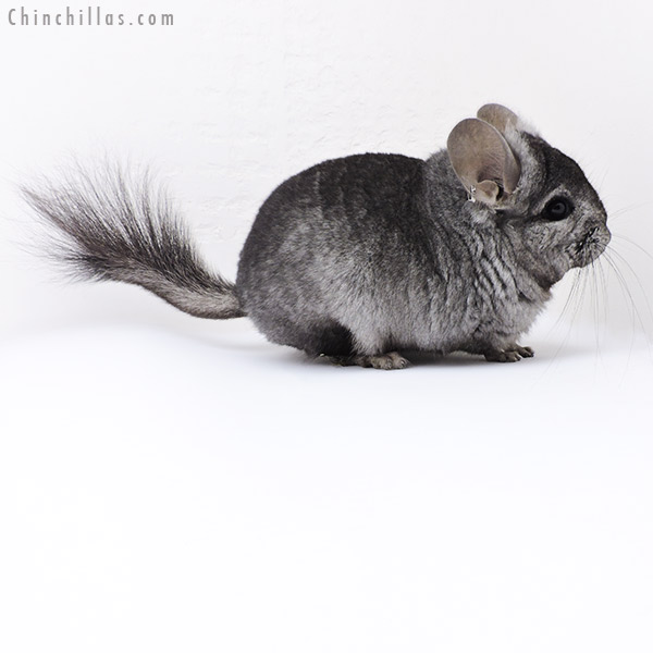 18078 Ebony  Royal Persian Angora ( Locken Carrier ) Male Chinchilla