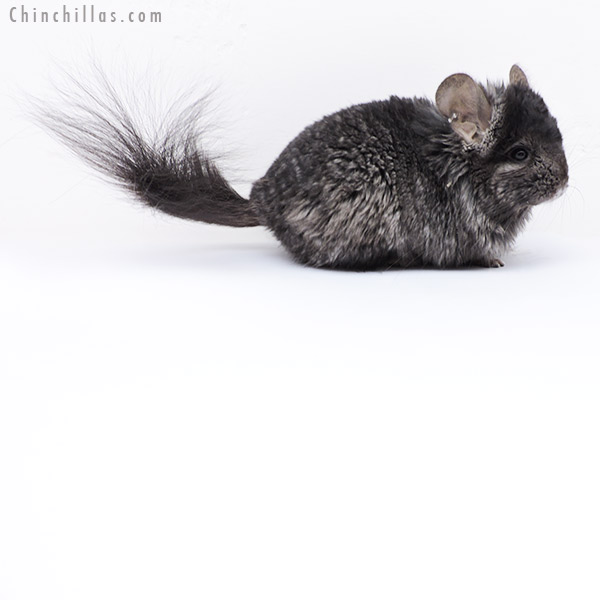 Chinchilla or related item offered for sale or export on Chinchillas.com - 18083 Ebony  Royal Persian Angora / Quasi Locken Male Chinchilla