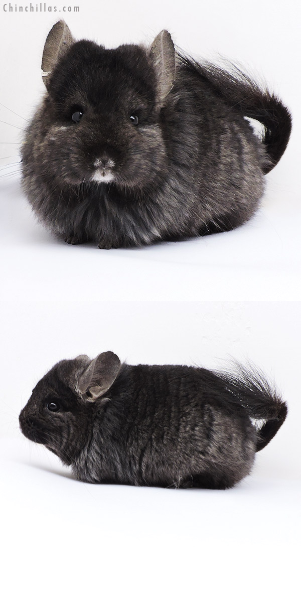 Chinchilla or related item offered for sale or export on Chinchillas.com - 18094 Ebony  Royal Persian Angora ( Locken Carrier ) Female Chinchilla