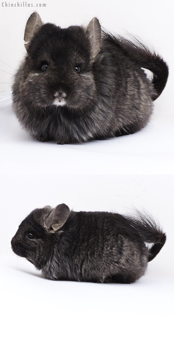 18094 Ebony  Royal Persian Angora ( Locken Carrier ) Female Chinchilla