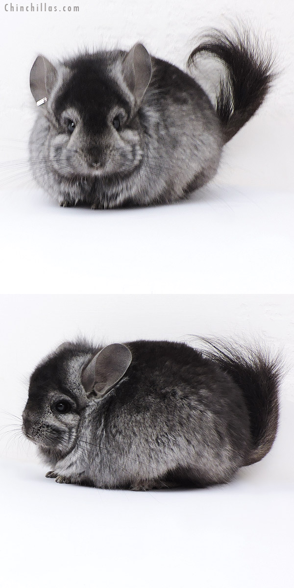 18081 Ebony  Royal Persian Angora ( Locken Carrier ) Male Chinchilla